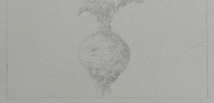 Study for Revival Field: Netherlands Brassica napus