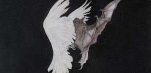 Bat and Dove