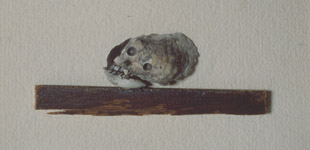 Mollusca Momento Mori